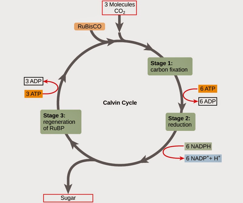 Siklus Calvin