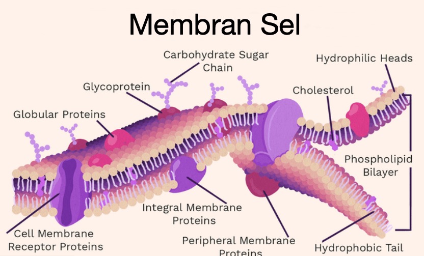 Membran Sel